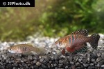 hypsolebias picturatus hypsolebias picturatus