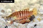 hypsolebias species sao romao urucuia hypsolebias species sao romao urucuia