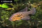 hypsolebias trilineatus hypsolebias trilineatus