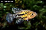 hypsolebias trilineatus hypsolebias trilineatus