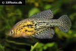 hypsolebias trilineatus hypsolebias trilineatus