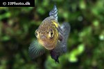 hypsolebias trilineatus hypsolebias trilineatus