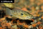 jordanella floridae jordanella floridae