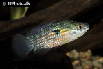 jordanella floridae jordanella floridae