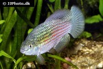 jordanella floridae jordanella floridae