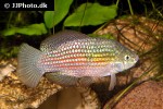 jordanella floridae jordanella floridae