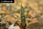 jordanella floridae jordanella floridae