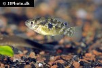 jordanella floridae jordanella floridae