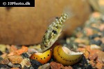 jordanella floridae jordanella floridae
