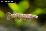 kryptolebias marmoratus kryptolebias marmoratus