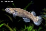 kryptolebias marmoratus kryptolebias marmoratus