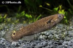 kryptolebias marmoratus kryptolebias marmoratus