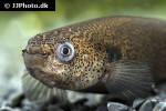 kryptolebias marmoratus kryptolebias marmoratus