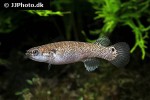 kryptolebias marmoratus kryptolebias marmoratus