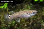 kryptolebias marmoratus kryptolebias marmoratus