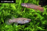 kryptolebias marmoratus kryptolebias marmoratus