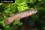 kryptolebias marmoratus kryptolebias marmoratus