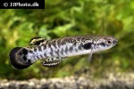 kryptolebias ocellatus kryptolebias ocellatus
