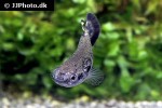kryptolebias ocellatus kryptolebias ocellatus