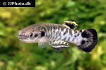kryptolebias ocellatus kryptolebias ocellatus