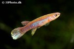 laimosemion agilae laimosemion agilae