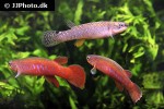 laimosemion agilae laimosemion agilae
