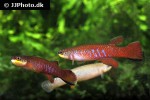 laimosemion agilae laimosemion agilae