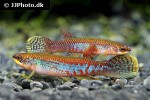 laimosemion agilae laimosemion agilae