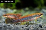 laimosemion agilae laimosemion agilae