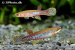 laimosemion agilae laimosemion agilae