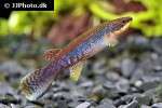 laimosemion agilae laimosemion agilae