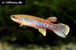 laimosemion agilae laimosemion agilae