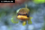 laimosemion agilae laimosemion agilae