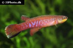 laimosemion agilae laimosemion agilae