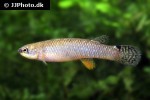 laimosemion agilae laimosemion agilae