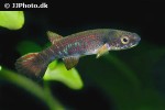 laimosemion cladophorus laimosemion cladophorus