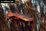 laimosemion leticia laimosemion leticia