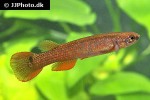laimosemion rectocaudatus laimosemion rectocaudatus
