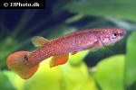 laimosemion rectocaudatus laimosemion rectocaudatus