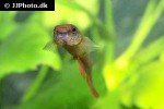 laimosemion rectocaudatus laimosemion rectocaudatus