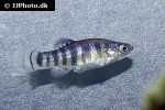anatolichthys anatoliae anatolichthys anatoliae
