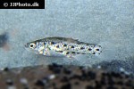 anatolichthys anatoliae anatolichthys anatoliae