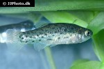 anatolichthys anatoliae anatolichthys anatoliae