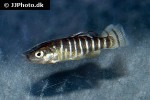 anatolichthys anatoliae anatolichthys anatoliae
