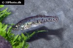 anatolichthys anatoliae anatolichthys anatoliae