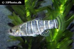 anatolichthys danfordii anatolichthys danfordii