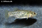 anatolichthys danfordii anatolichthys danfordii