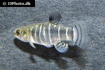 anatolichthys danfordii anatolichthys danfordii