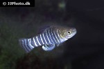anatolichthys danfordii anatolichthys danfordii