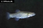 anatolichthys danfordii anatolichthys danfordii